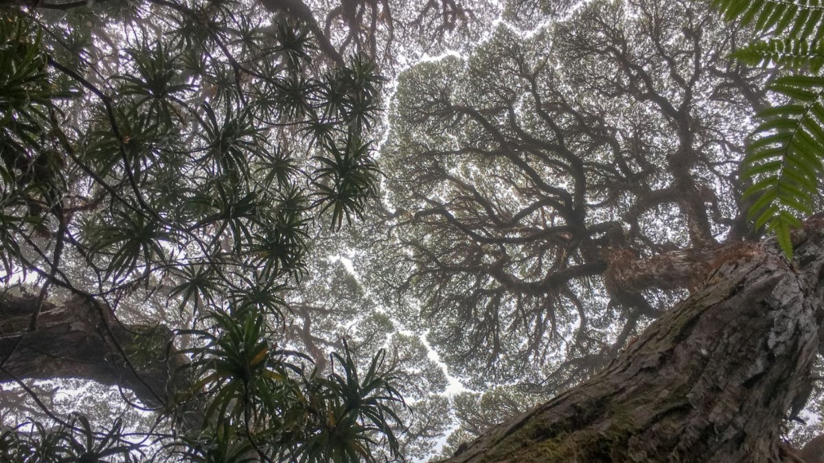 Las tasas de mortalidad de los árboles han aumentado notablemente entre las especies de los bosques tropicales del noreste de Australia, lo que amenaza la mitigación del clima y otras funciones críticas de estos ecosistemas.