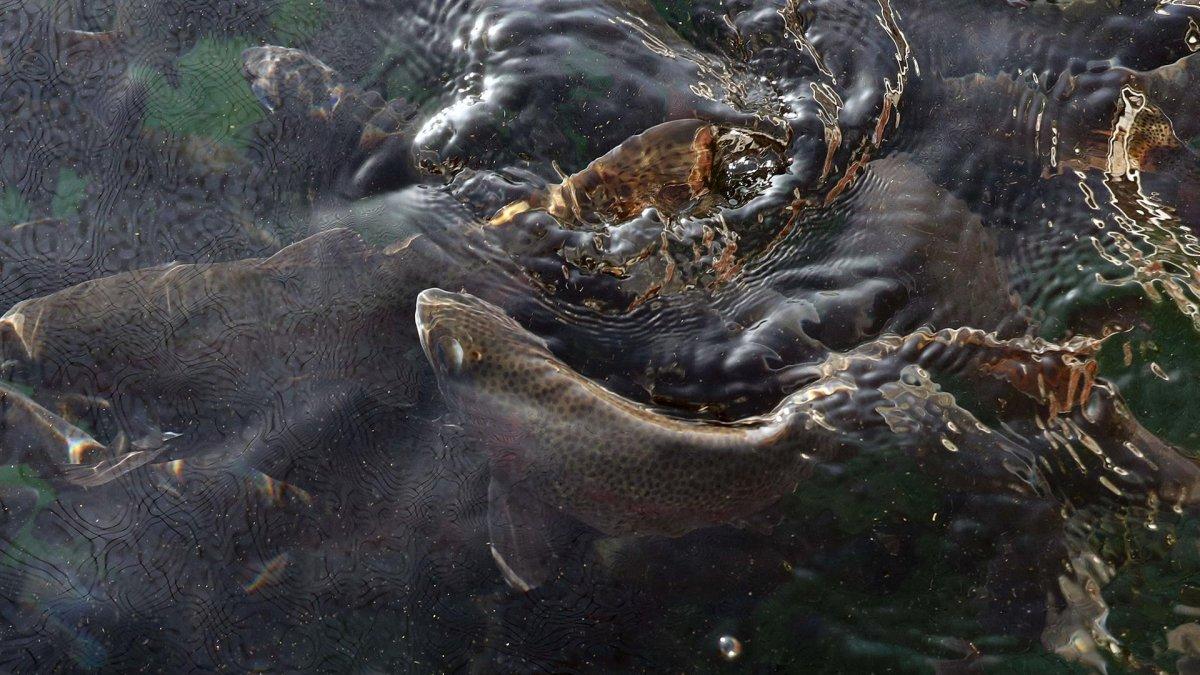 Fotografía del 17 de mayo de 2022 que muestra peces criados en el Centro Piscícola Tiquina-Bolivia, a orillas del lago Titicaca, en la localidad de San Pablo de Tiquina (Bolivia).