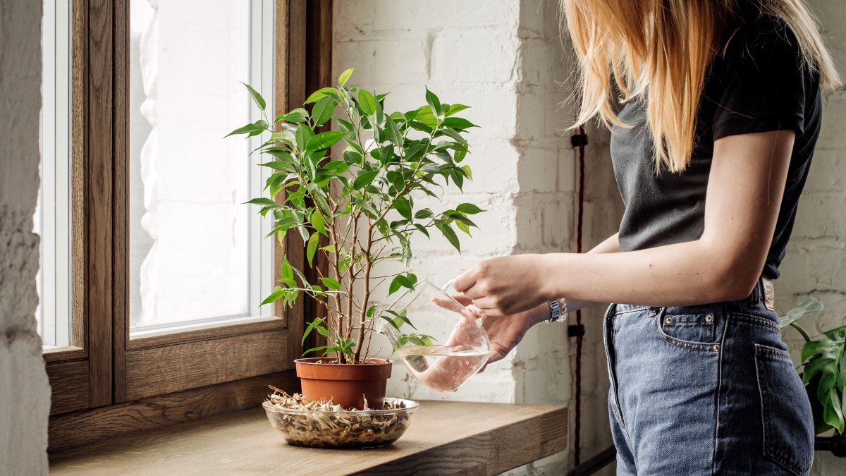 Tener plantas en el hogar tiene muchos beneficios.