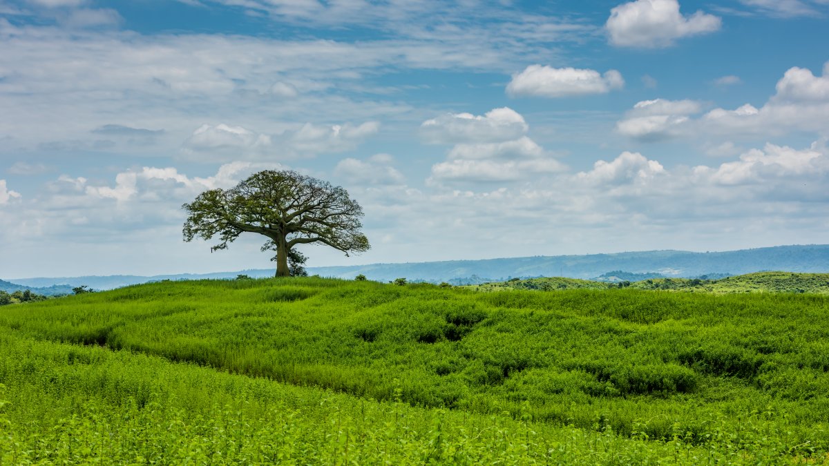 Cultivos de la Finca Botánica Young Living en Ecuador