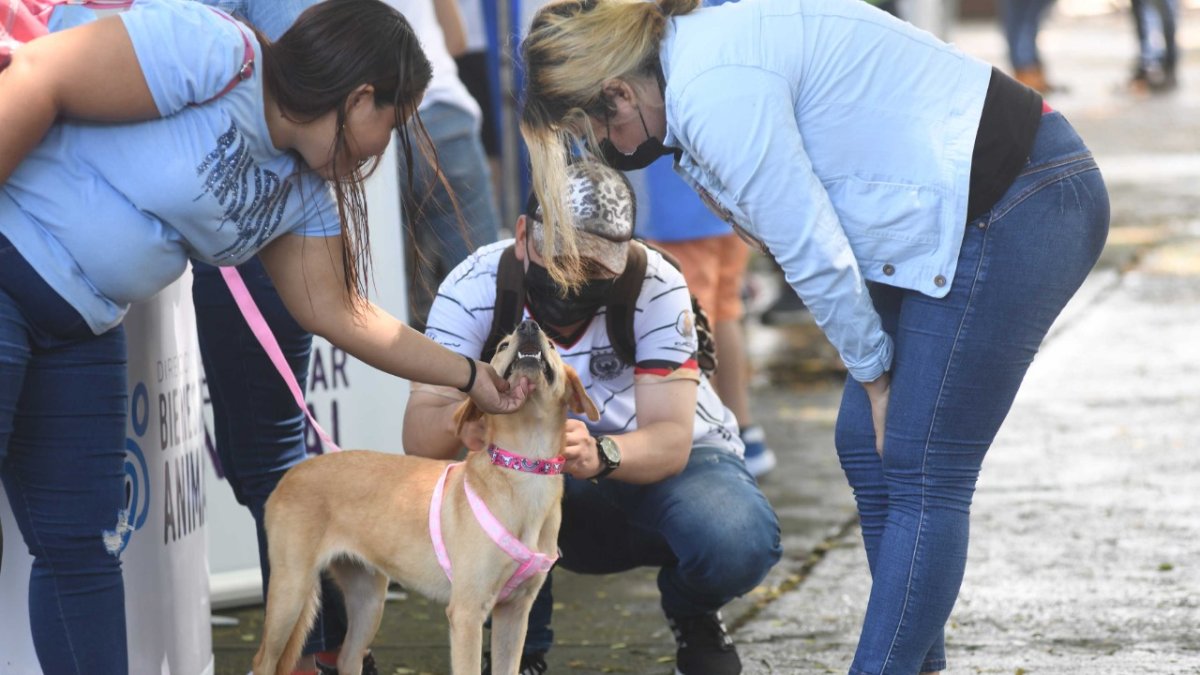 Acción. Perros y gatos buscan  hogares en esta nueva jornada.