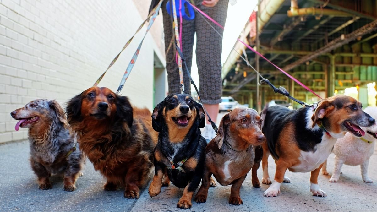 Muchas personas contratan a paseadores para que saquen al animal a diario.