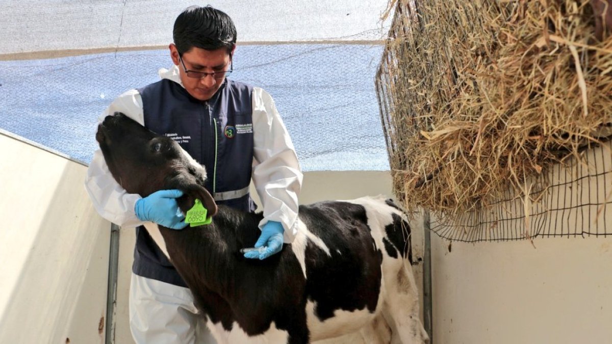 Acción. Un técnico de Agrocalidad aplica la vacuna contra la Aftosa.