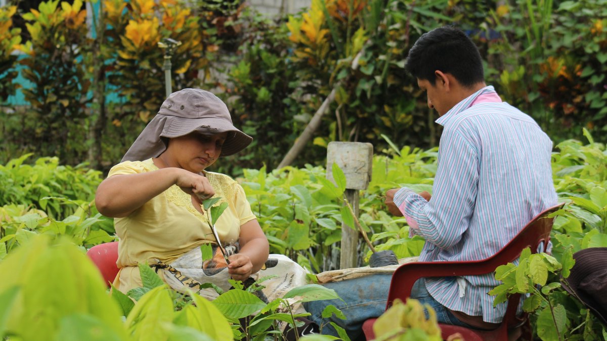 Esmeraldas. Agricultores de San Antonio de Malimpia, en la zona rural de Quinindé, trabajan en la multiplación de injertos de la variedad Pincay, una de las últimas en registrarse.