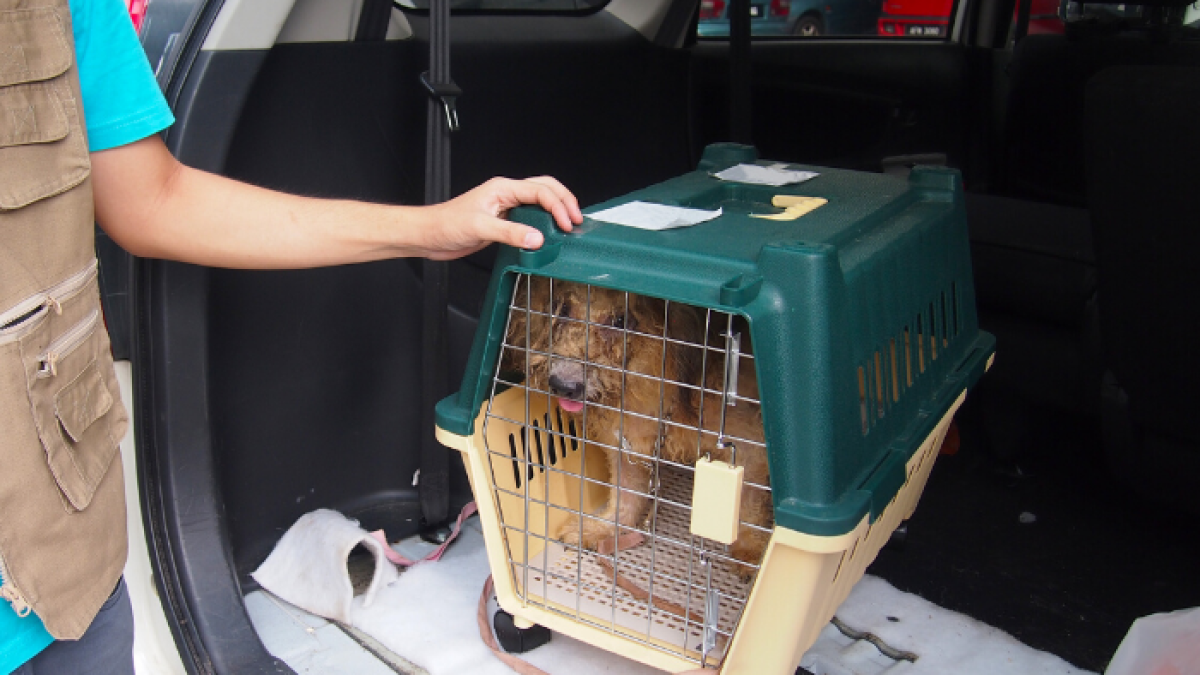 El grupo lleva a todos los animales que rescata al veterinario