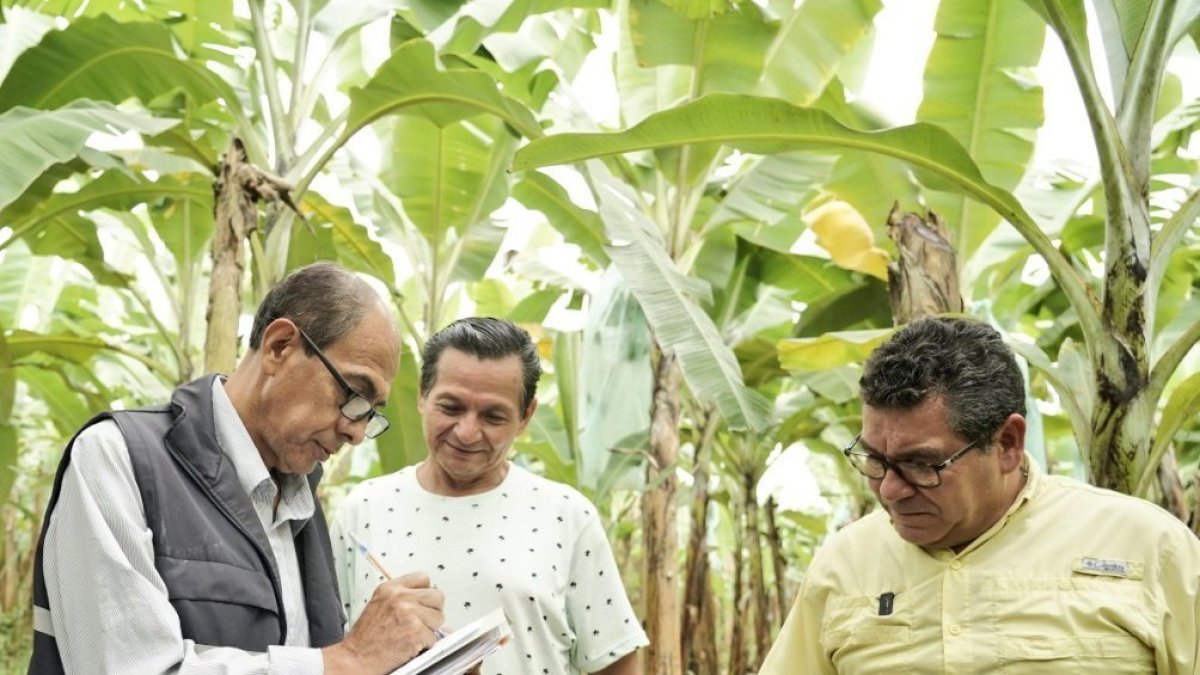 Acción. Eduardo Izaguirre (derecha), viceministro de Agricultura, en la inspección a los pequeños bananeros.