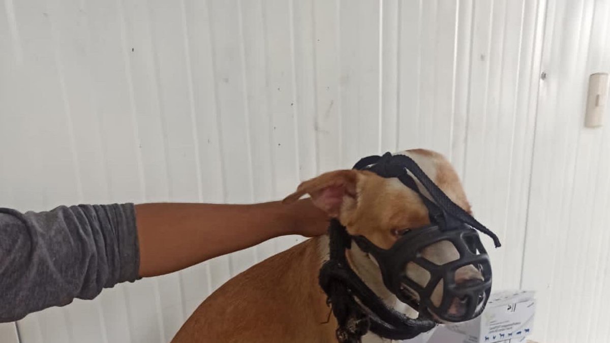 Acción. Los perros fueron rescatados por la dirección de Bienestar Animal.