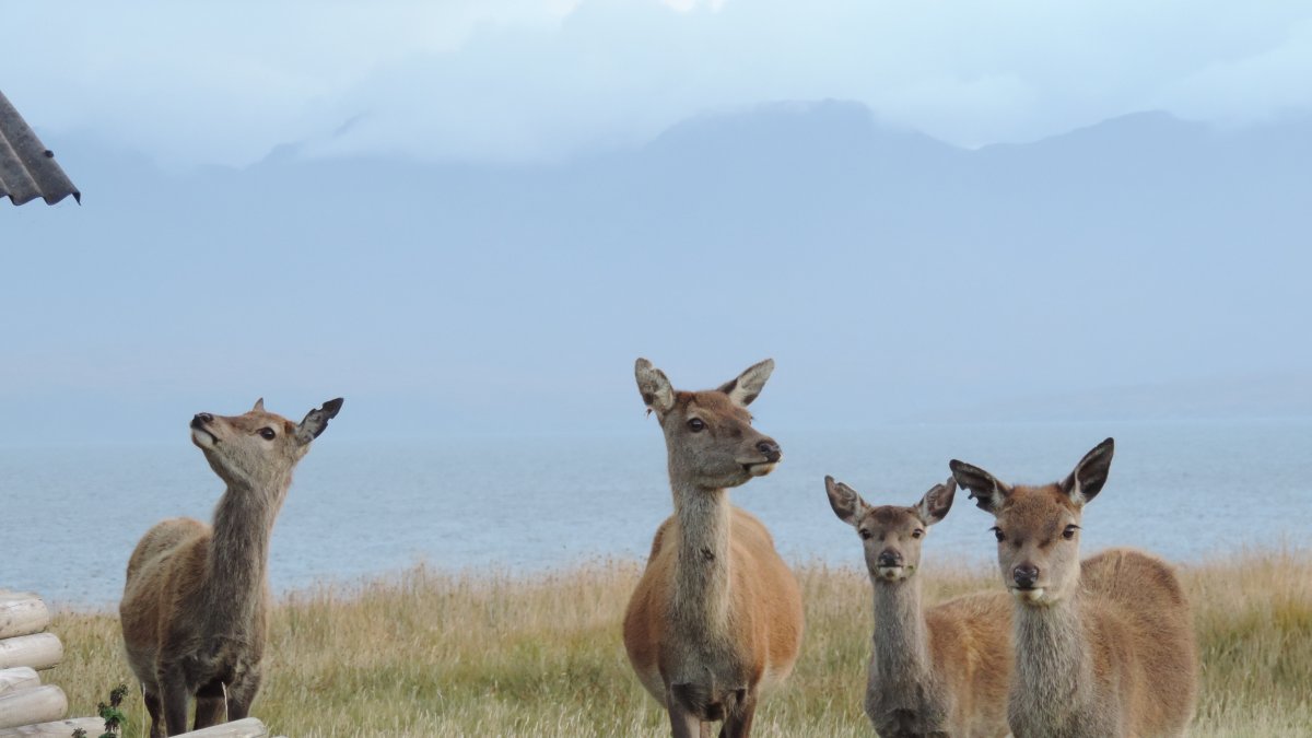 El ciervo rojo o ciervo europeo fue uno de los animales usados para el estudio.