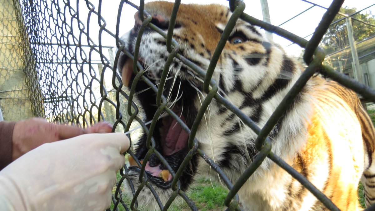Fotografía cedida por la Universidad de Paraná que muestra a una persona mientras toma muestras a un tigre.  