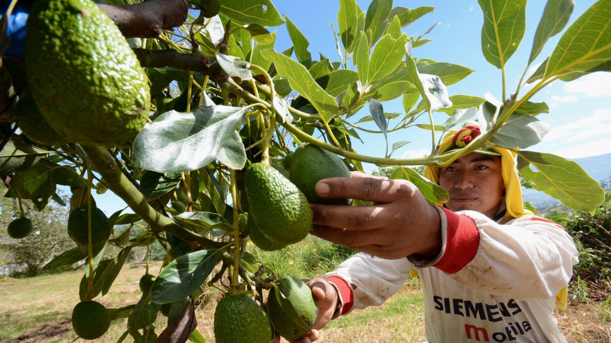 El producto se siembra, en mayor medida, en provincias como Carchi, Imbabura, Pichincha, Tungurahua, Bolívar, Azuay, Santa Elena y Loja.