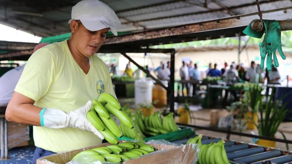 Los controles a la calidad de la fruta solo se aplicarán dentro de las fincas.