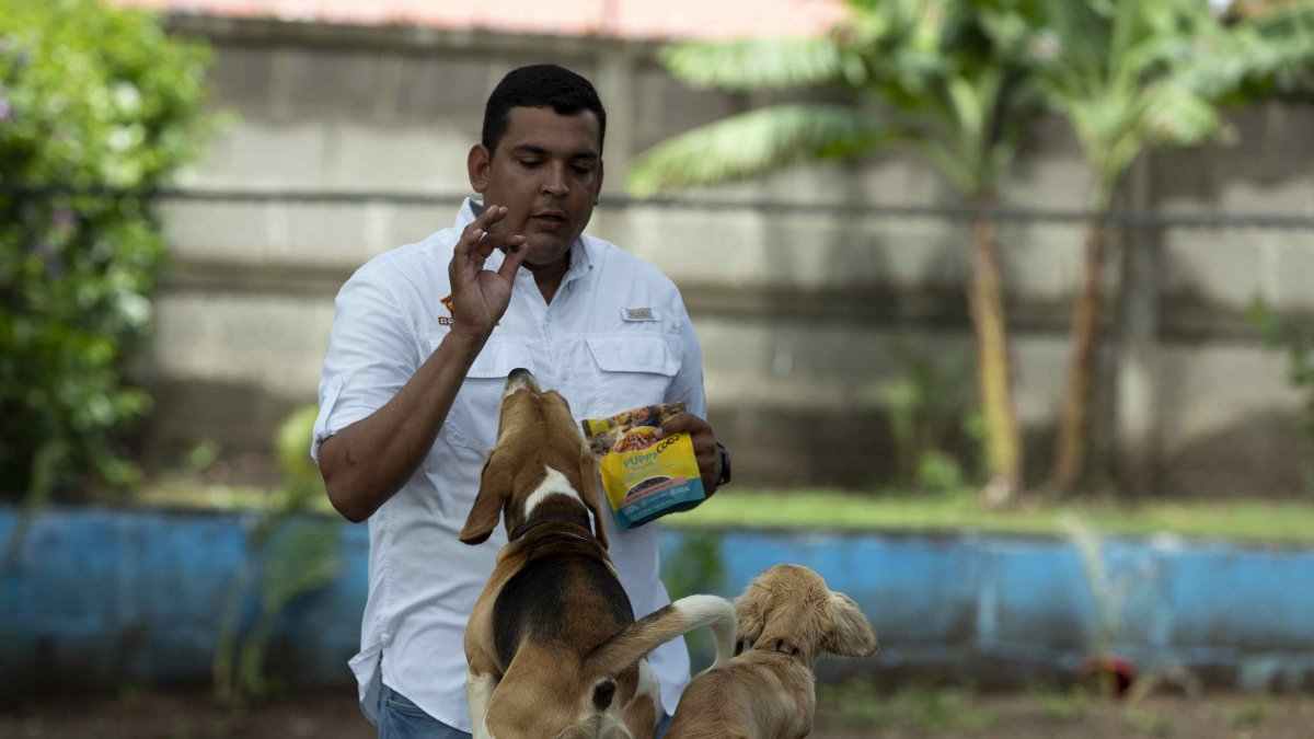 El entrenador canino Alfredo Pérez entrena a dos perros en La Escuela Canina de Nicaragua hoy, en Managua (Nicaragua).