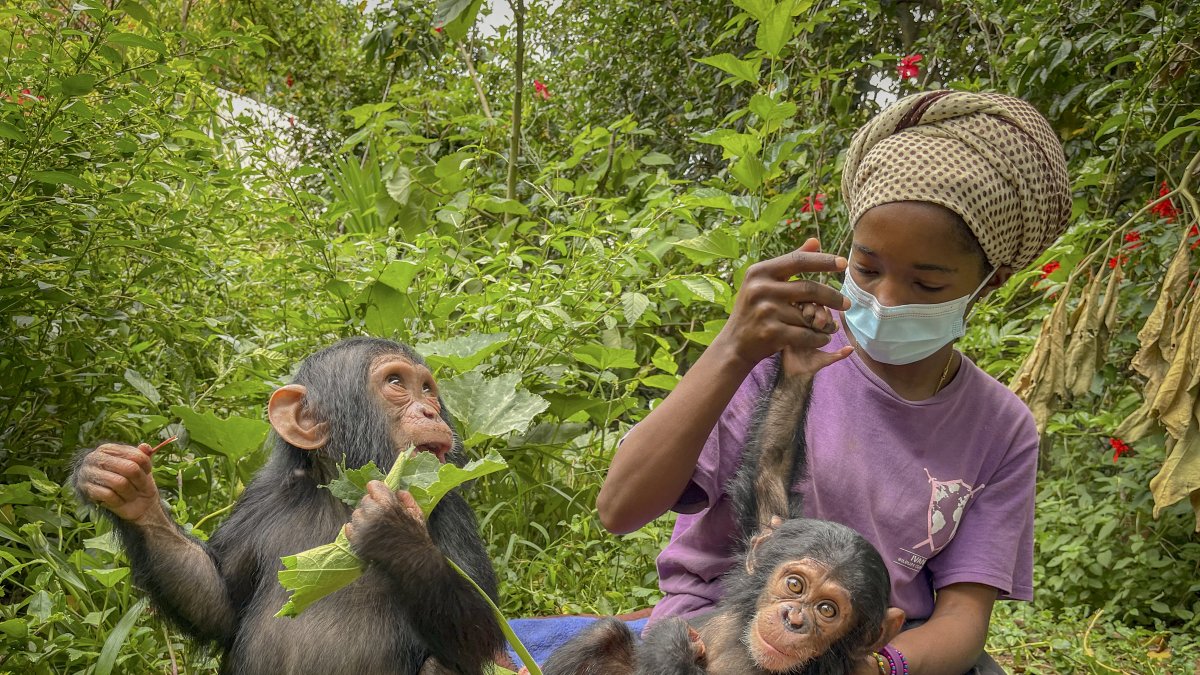 En cuanto Banalia, una chimpancé de un año, llegó el pasado diciembre al centro de rehabilitación de primates de Lwiro, en el este de la República Democrática del Congo (RDC), los veterinarios empezaron a tratar su malnutrición severa, sus heridas y sus traumas.