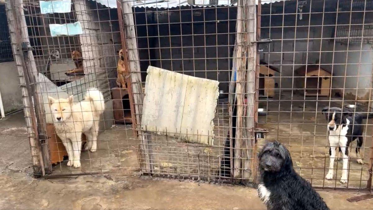 Hecho. Se denunció que algunas casas de las mascotas fueron dañadas durante el proceso de desalojo.