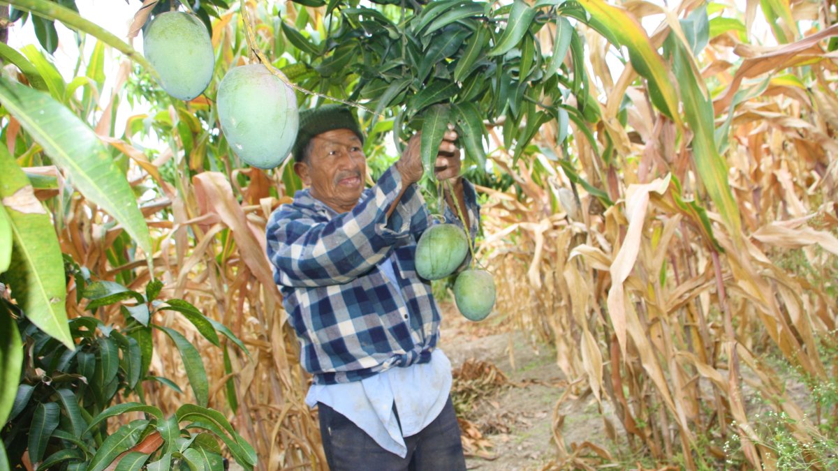 El mango se ha constituido en un producto importante para los agricultores de la Península.
