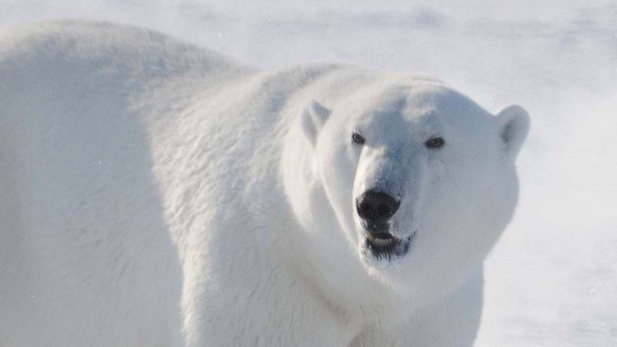 Un macho adulto de oso polar en el noroeste de Groenlandia.
