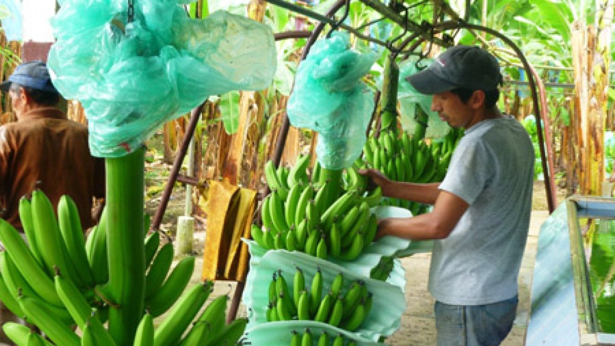 Hacienda.- El trabajo que se realiza en una bananera.