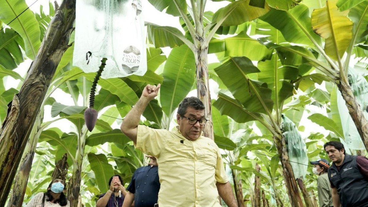 Finca.- El viceministro de Agricultura y Ganadería, Eduardo Izaguirre, en las inspecciones a las bananeras.