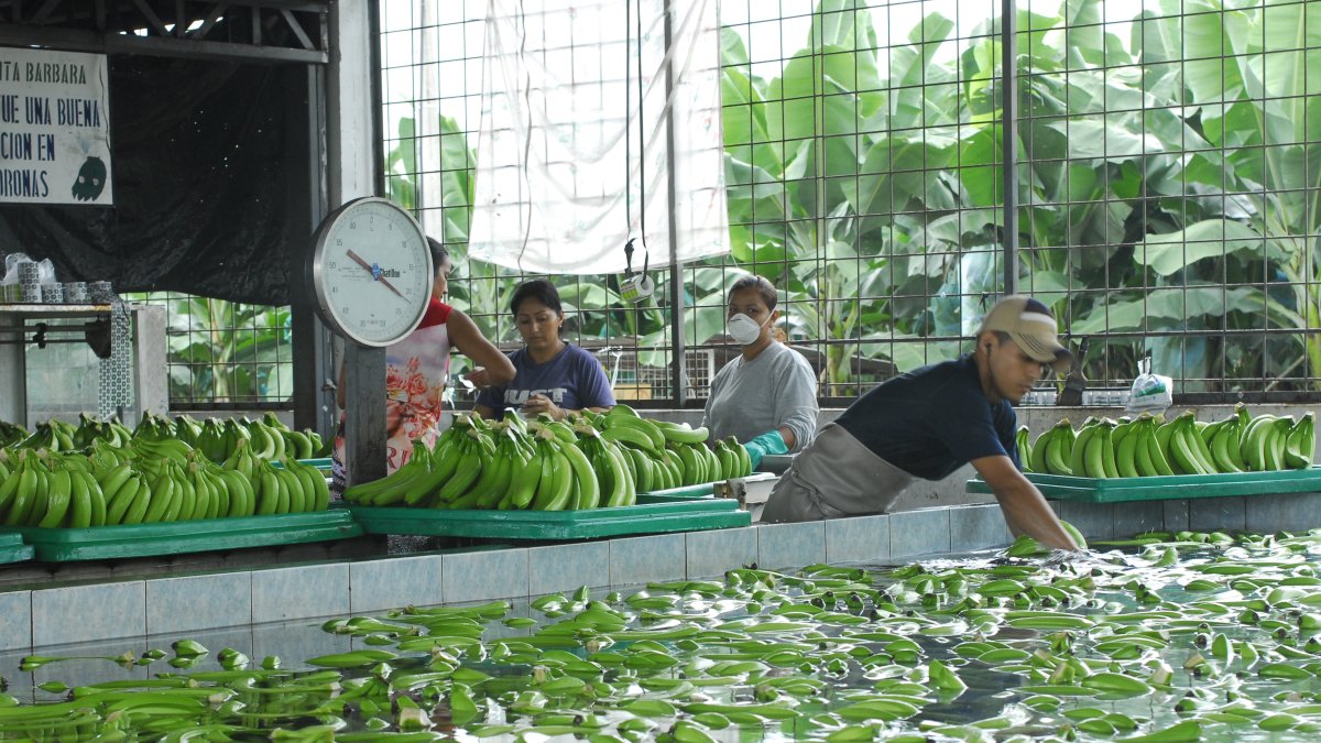 Trabajadores de hacienda bananera lavan bananos, previo al empaque y exportación. 