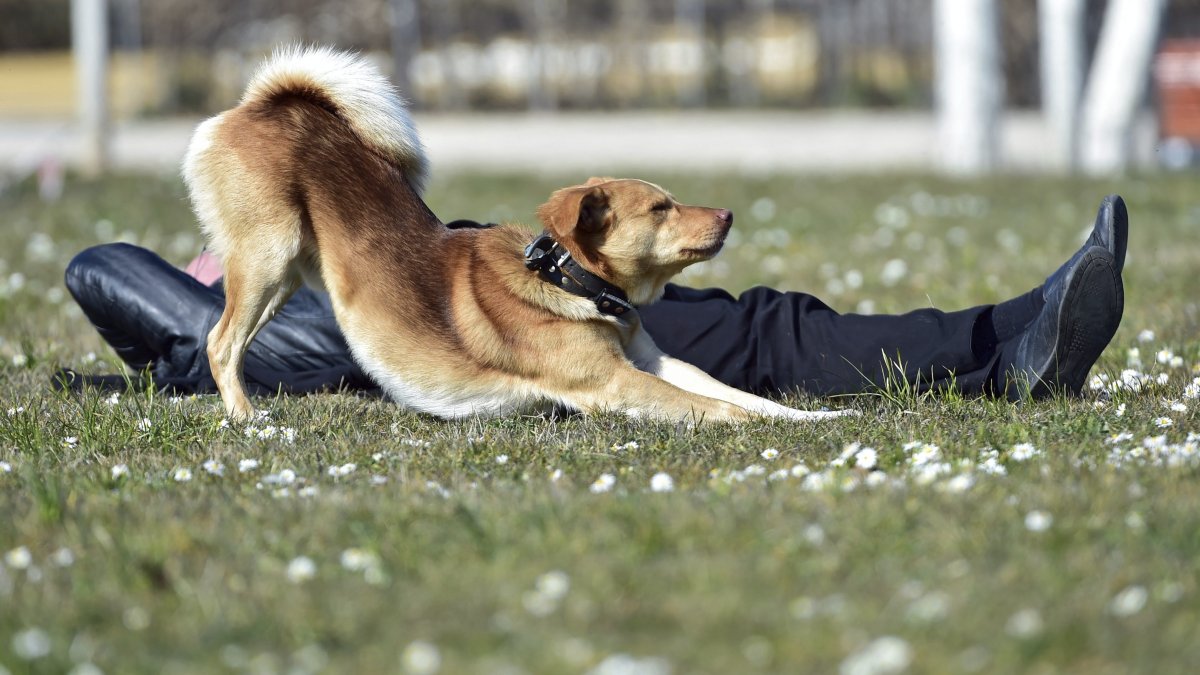 En la imagen de archivo, un perro se estira junto a su dueño mientras disfrutan del soleado día en un prado de Fráncfort del Meno (Alemania).