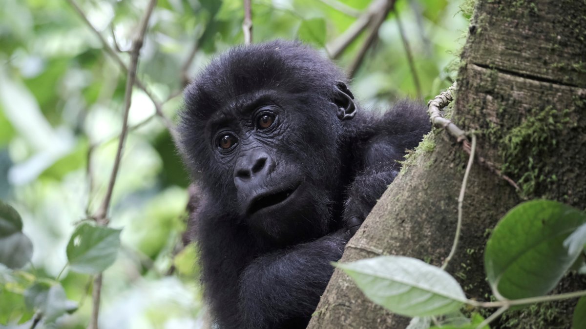 En la imagen de archivo, un bebé gorila sube a un árbol en el parque de Mgahinga, cerca del Parque Nacional del Impenetrable Bosque de Bwindi, en el suroeste de Uganda.