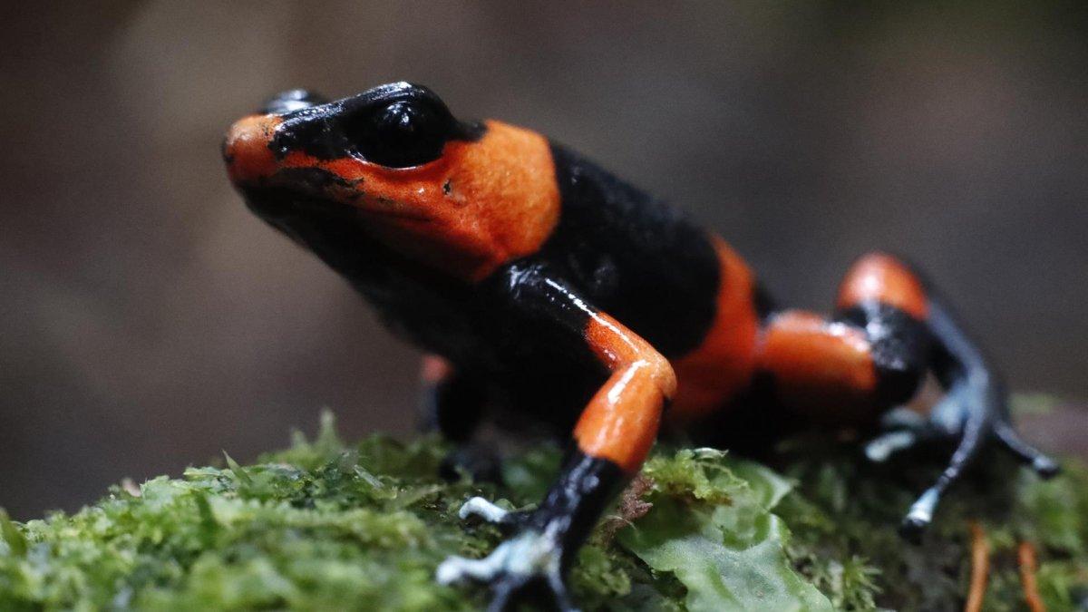 Fotografía de una rana Oophaga lehmanni tras ser liberada en el Pacífico colombiano, el 9 de junio de 2022, en Dagua, departamento del Valle del Cauca (Colombia).