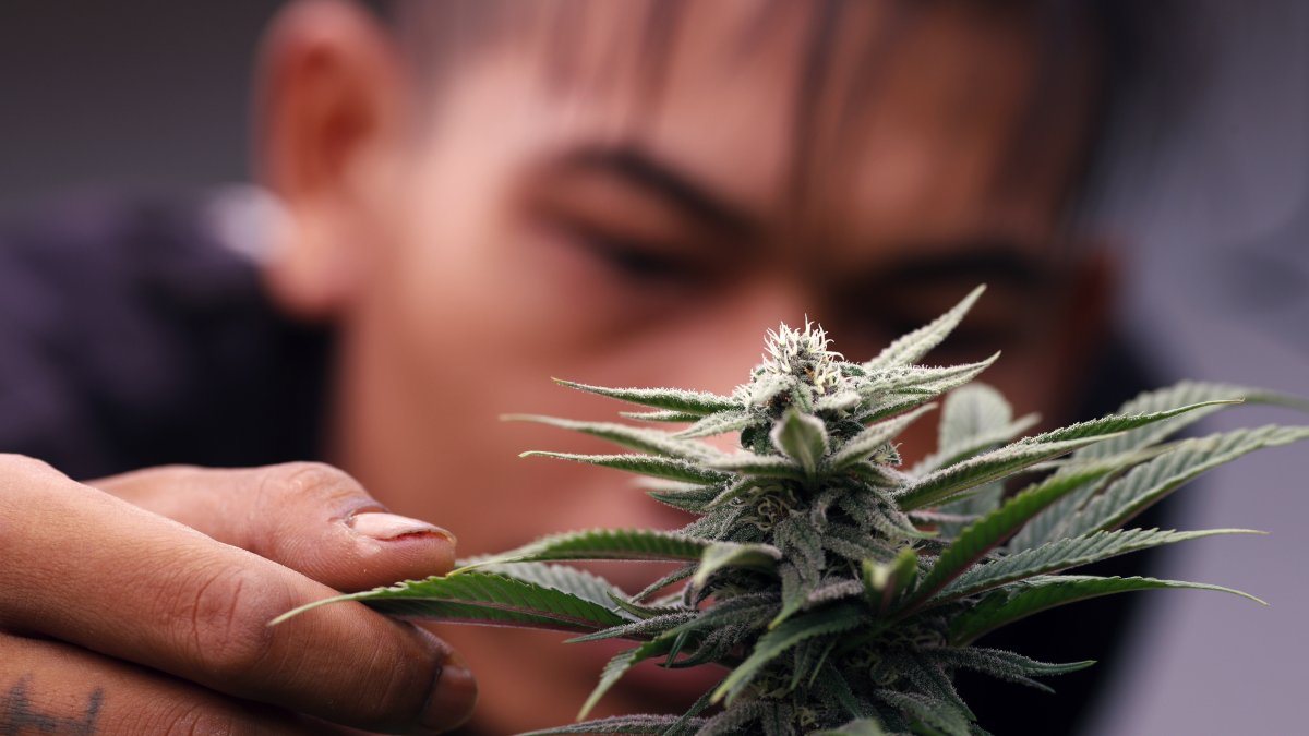 La manifestación busca que en Brasil se permita la siembra y el consumo de cannabis, tanto con fines medicinales como recreativos, y que se pueda explotar el potencial económico de los productos a base de esta hierba en ambientes apropiados.