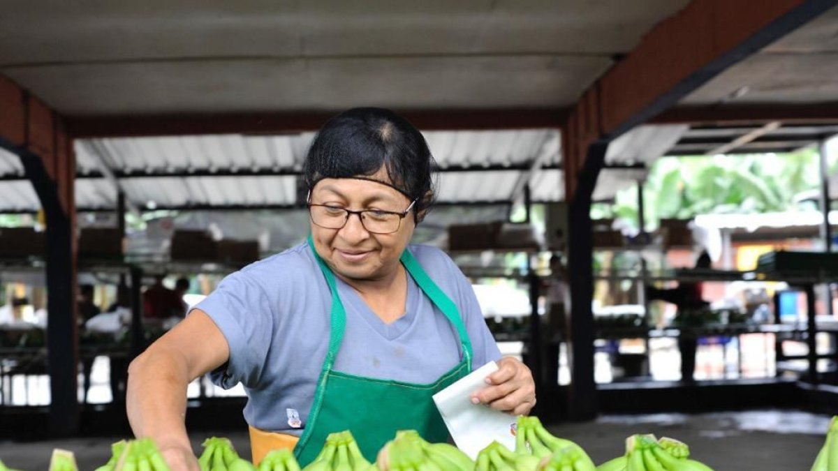 Hacienda.- Una trabajadora agrícola en una bananera de la provincia de El Oro.