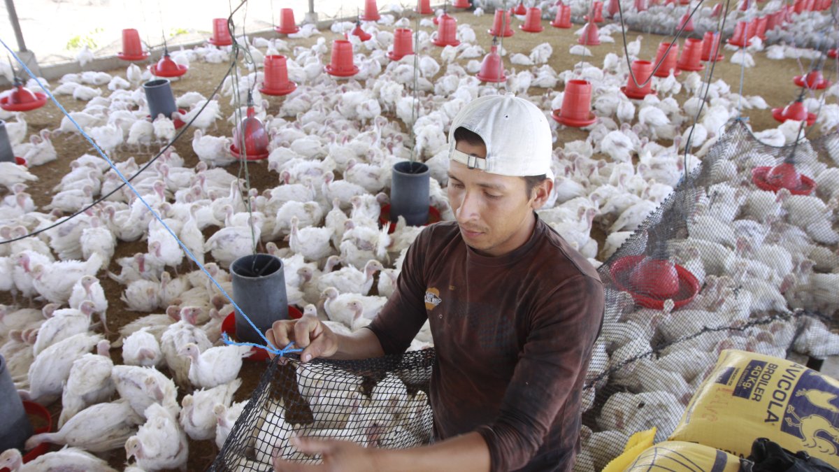 Valor. En finca, la libra se vende en $ 0,83, pero sube según la intermediación. En tiendas llega a $ 1,15.