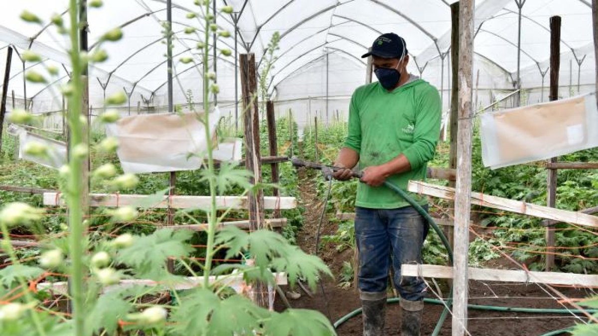 Las florícolas han tenido problemas en su cadena de suministros por las movilizaciones.
