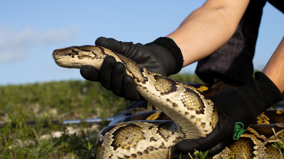Fotografía cedida por la Comisión de Conservación de Pesca y Vida Silvestre de Florida (FFWCC) donde se aprecia la mano de una persona mientras atrapa a una serpiente pitón, el pasado martes 14 de junio en los Everglades al sur de la Florida (EE. UU).