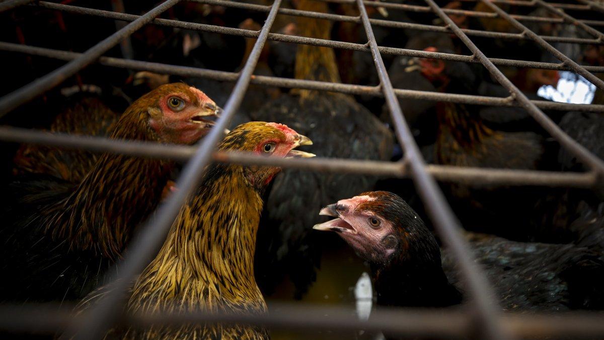 Imagen de archivo de pollos en un mercado en Bangkok.