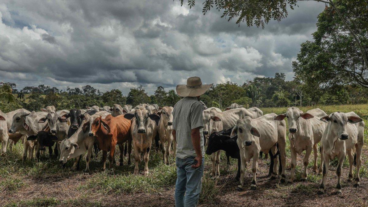 Presencia. Un hombre pastorea ganado en un terreno cerca a Iñapari, en el departamento de Madre de Dios.