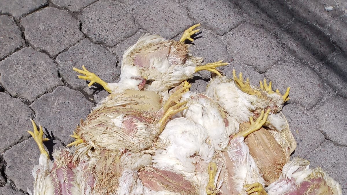 Situación.- Aves mueren en los camiones que están en fila tratando de llegar a mercados.