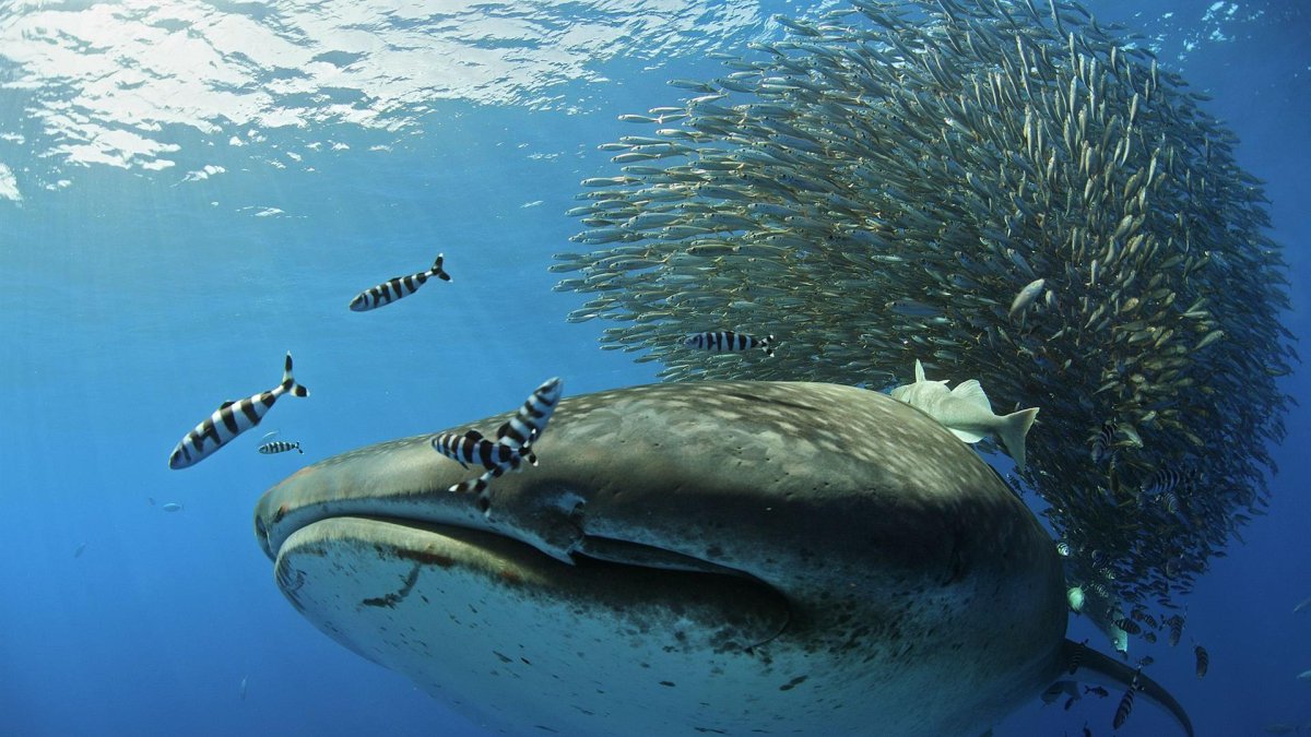 Qué atrae al pez más grande del mundo a las islas Azores? La extraña migración del tiburón ballena, que llega a estas aguas del Atlántico arropado por toneladas de atunes, es el misterio que centra el documental 