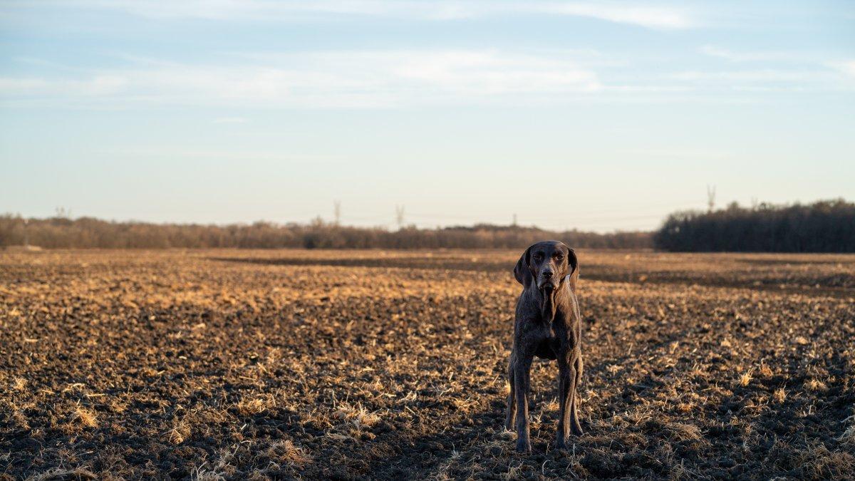 Riesgo. Cuando un perro se pierde, enfrenta situaciones peligrosas.