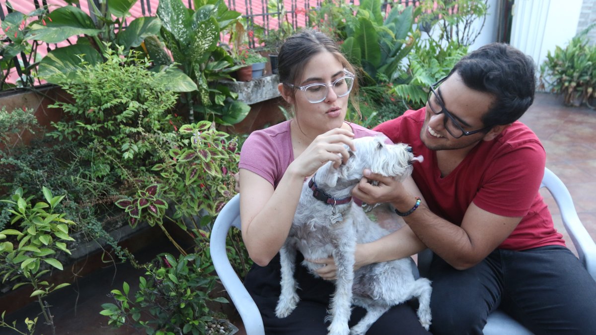 Las parejas modernas optan por no tener hijos, o prefieren ver a sus mascotas como si fueran hijos.