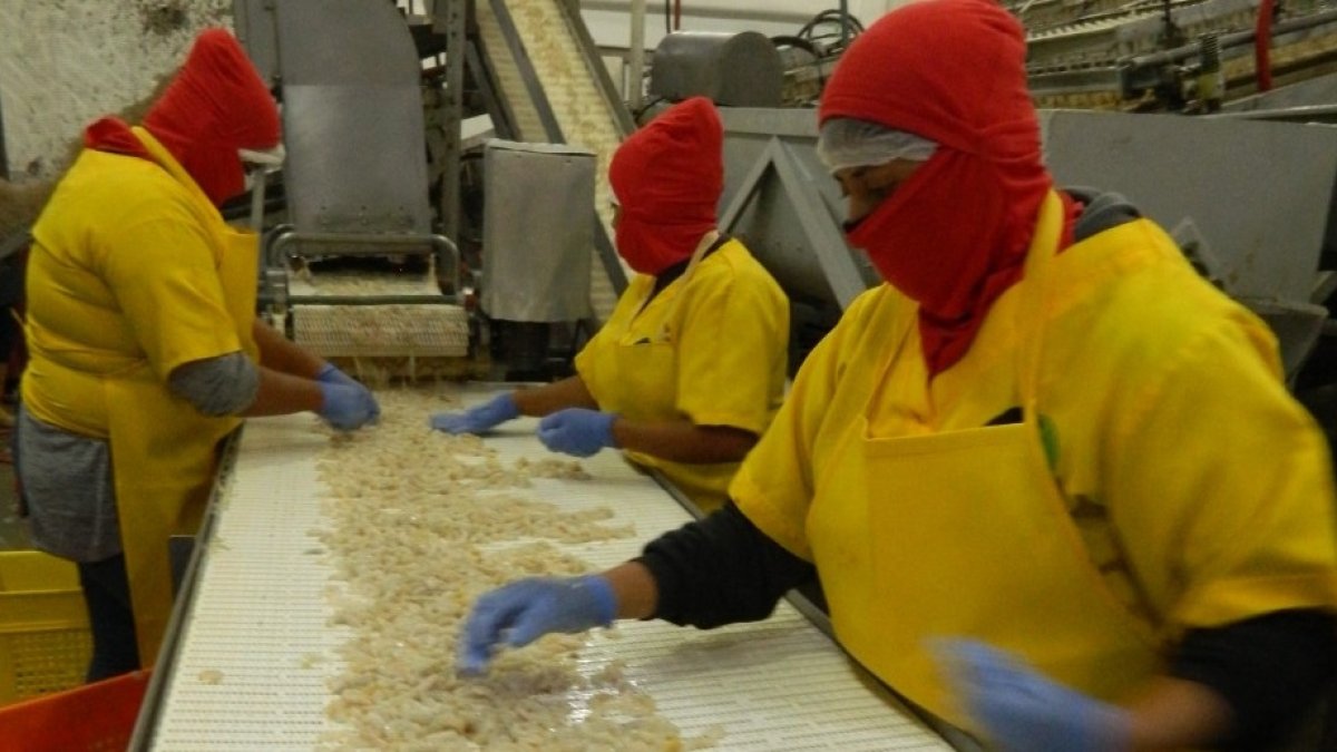 Al sector le toca trabajar en la caracterización y codificación de las artes de pesca que se utilizan y en un sistema de recolección de datos que será alimentado por sus actores