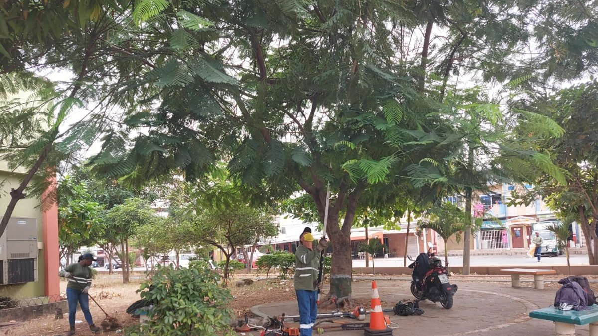 Efecto. Una tarea de limpieza y poda en los árboles se dieron en el sitio.