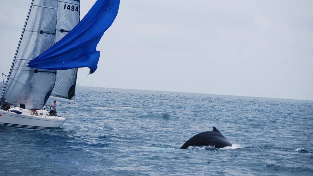Inicio. Desde el fin de semana, las ballenas comenzaron a llegar a las costas de la península de Santa Elena, donde se las puede observar más de cerca.