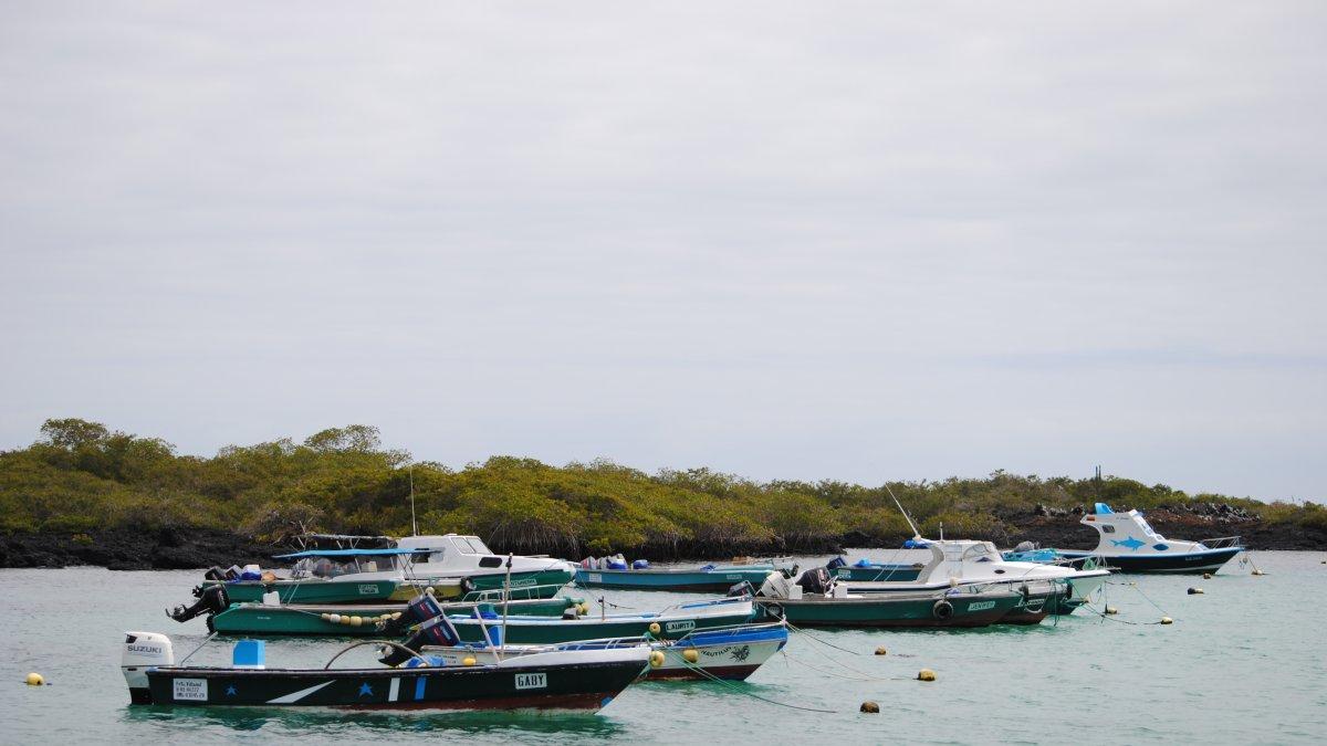 Fibras de pesca en la rada de Puerto Villamil.