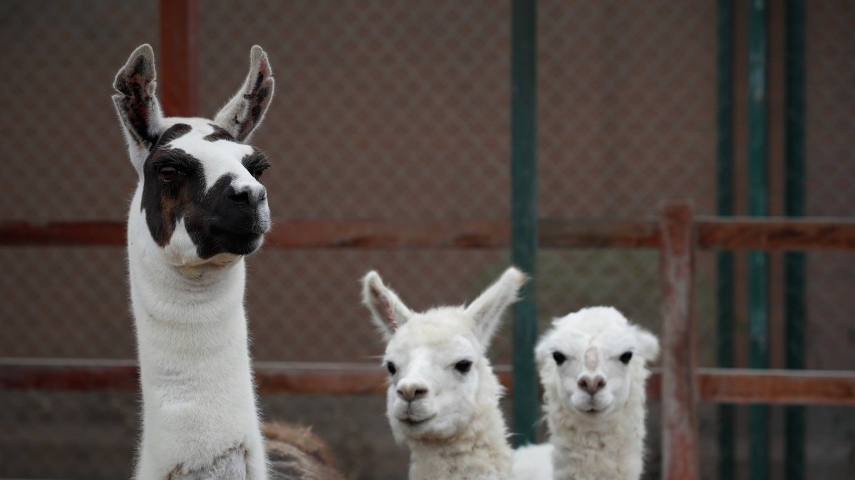 En la imagen de archivo, una llama llamada (i), en compañía de dos alpacas.