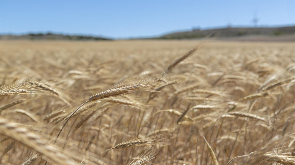 Espigas de trigo en los campos de Boquiñeni, población cercana a Zaragoza Capital, en una fotografía de archivo.