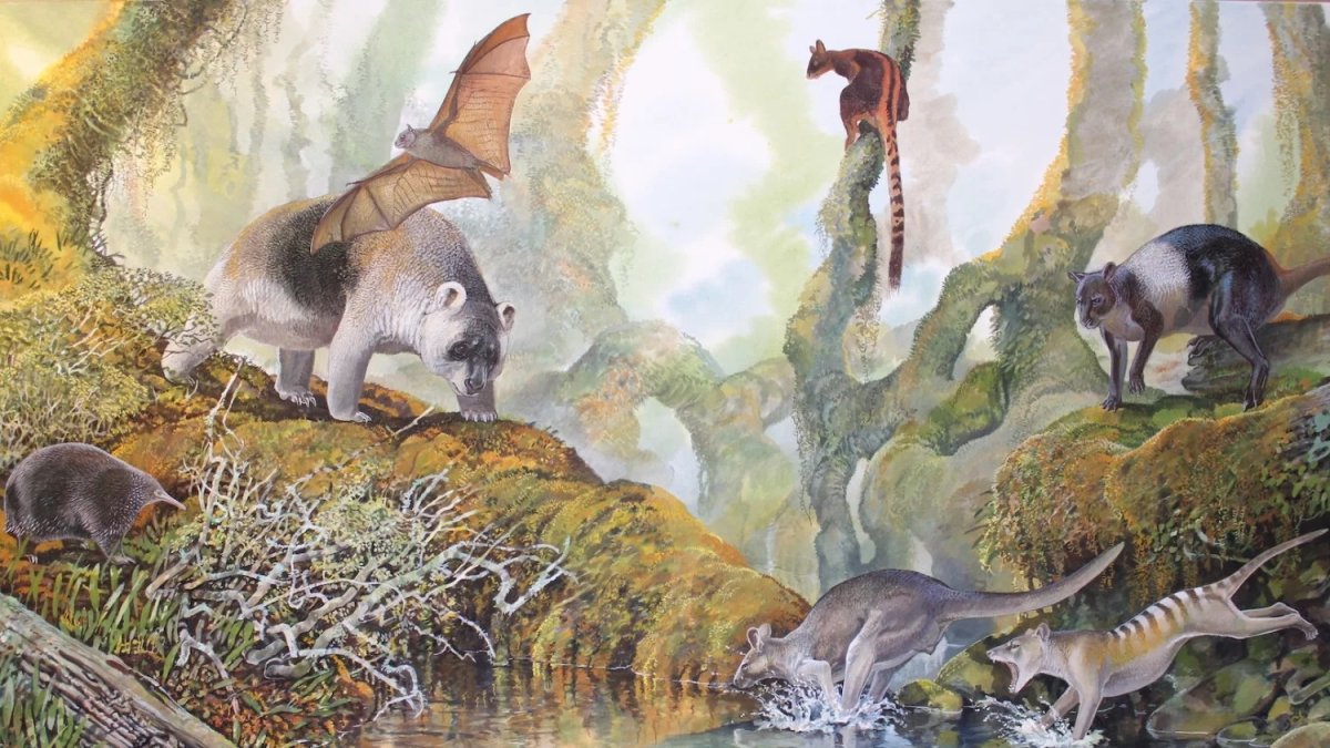 Ilustración del canguro gigante Nombe Nombe, que tiene su origen en Papúa Nueva Guinea, según un estudio publicado este miércoles.