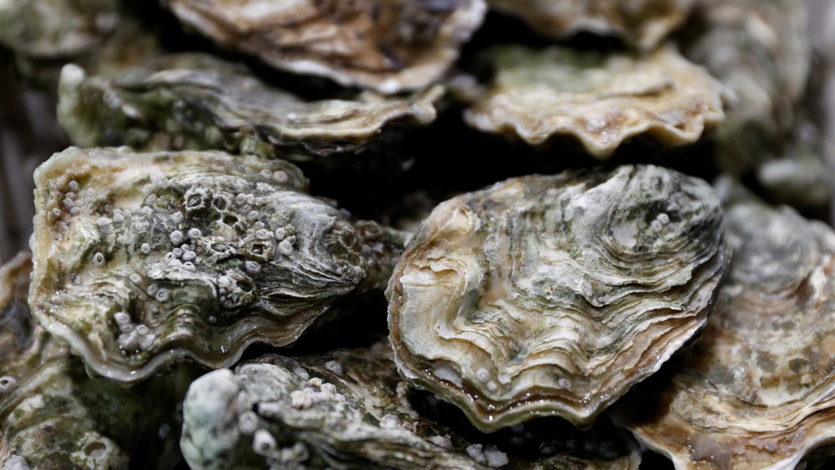Imagen de archivo de ostras