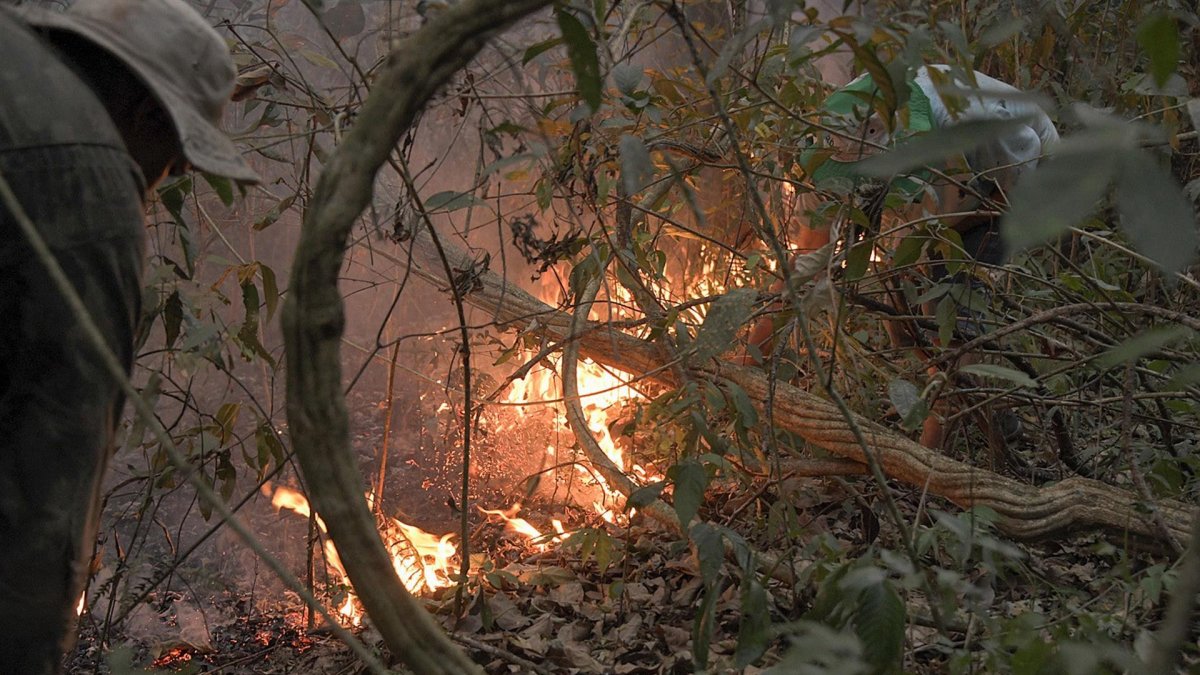 Los incendios en la selva amazónica suelen aumentar a partir de mayo cuando comienza la temporada de seca y la tendencia es que la situación se agrave en los próximos meses.