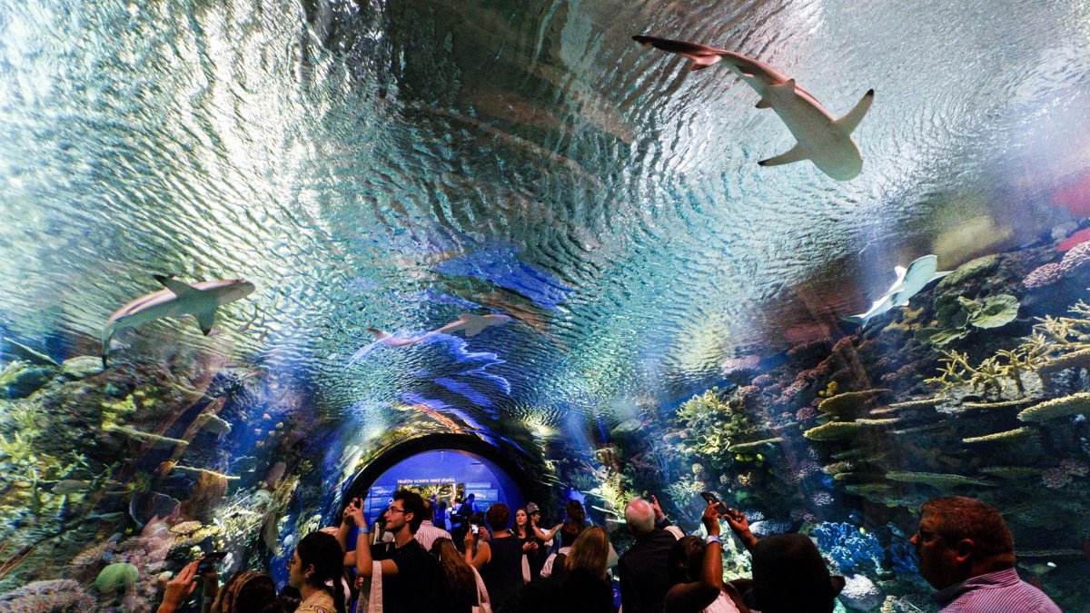 Decenas de personas en el Acuario de Nueva York, en Brooklyn,.en una fotografía de archivo.