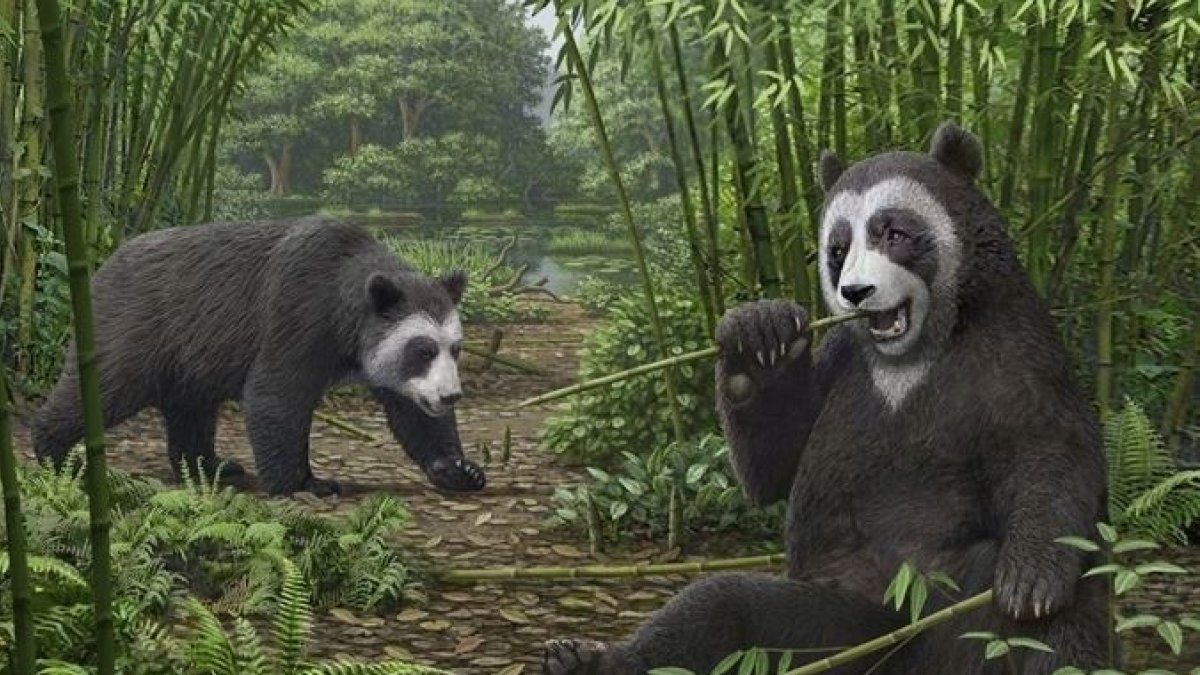 Una reconstrucción artística de Ailurarctos de Shuitangba