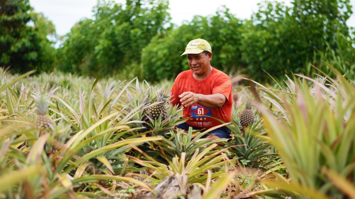 Cultivo. Un agricultor trabaja en una siembra de piñas en una finca.
