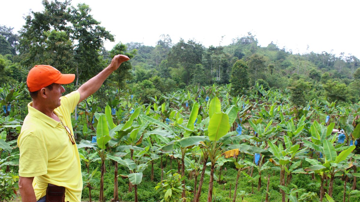 Hacienda Un cultivo de plátano en la provincia de Esmeraldas.